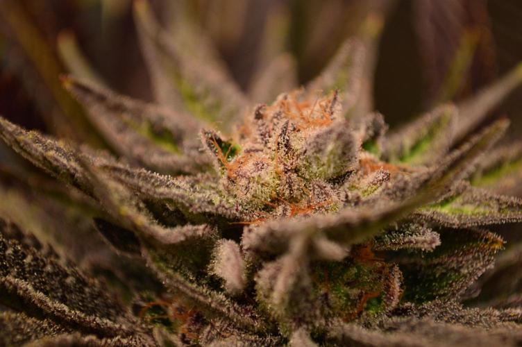 • Lemon Orange •. Week 13