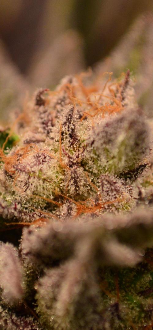 • Lemon Orange •. Week 13