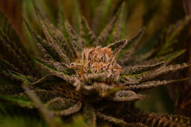 • Lemon Orange •. Week 13