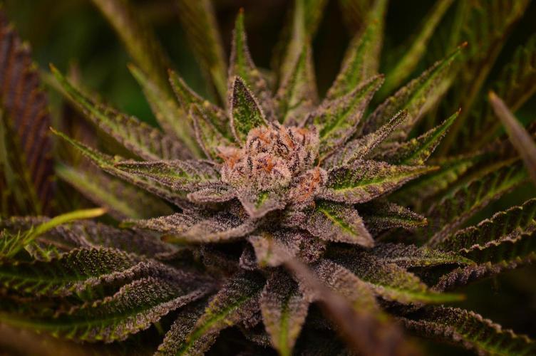 • Lemon Orange •. Week 13