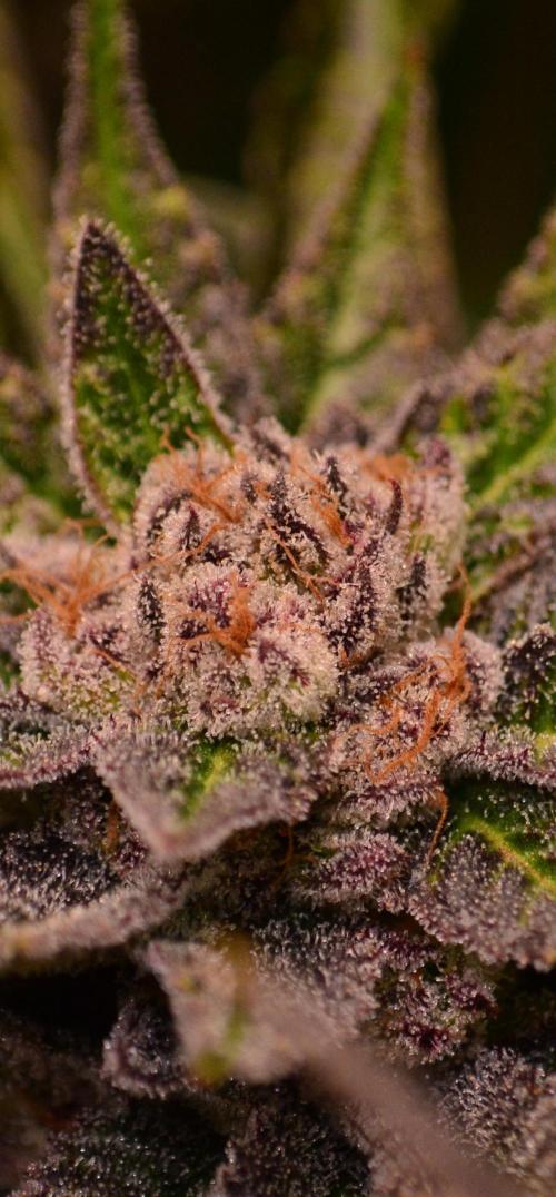 • Lemon Orange •. Week 13