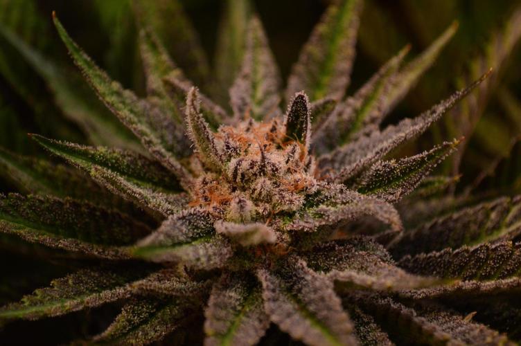 • Lemon Orange •. Week 13