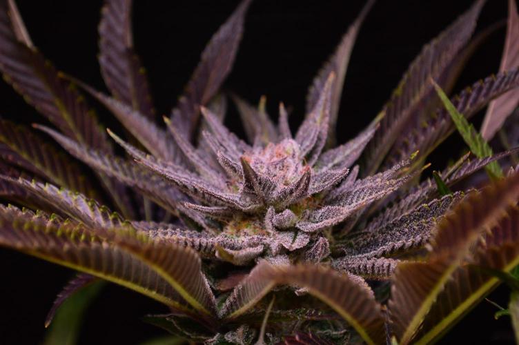 • Lemon Orange •. Week 13