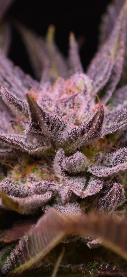 • Lemon Orange •. Week 13