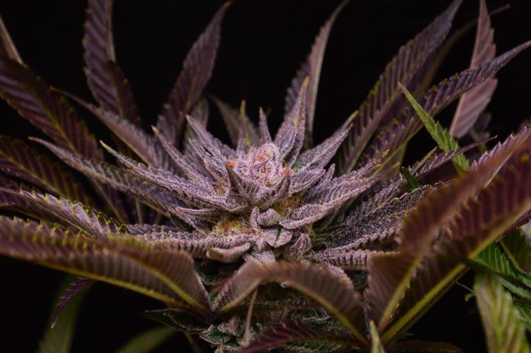 • Lemon Orange •. Week 13