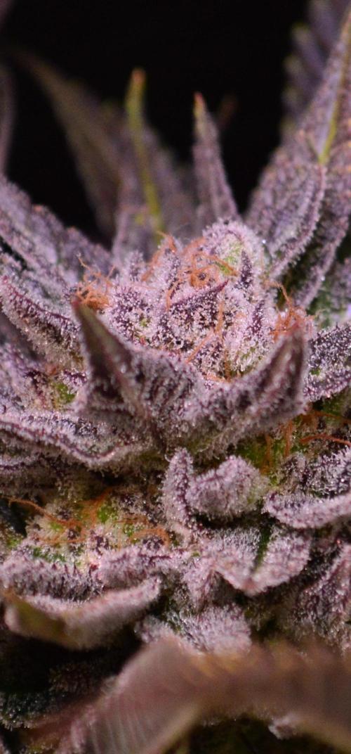 • Lemon Orange •. Week 13