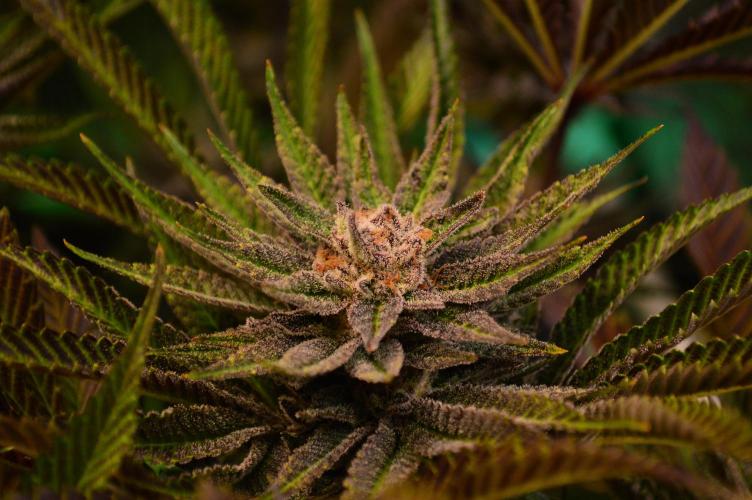 • Lemon Orange •. Week 13