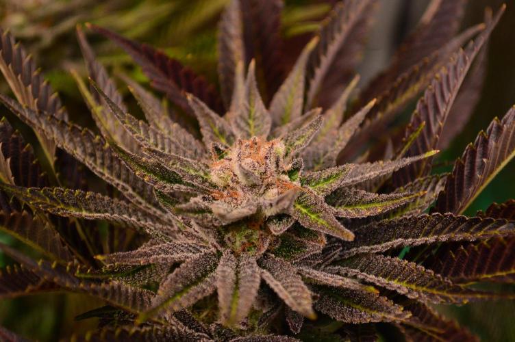 • Lemon Orange •. Week 13