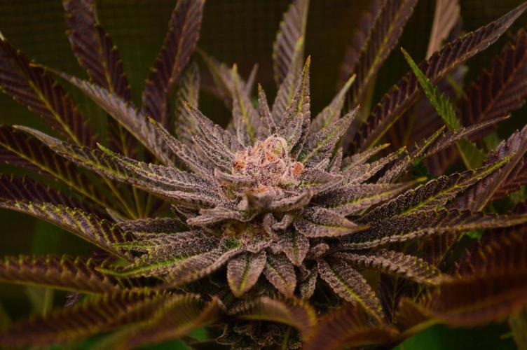 • Lemon Orange •. Week 13