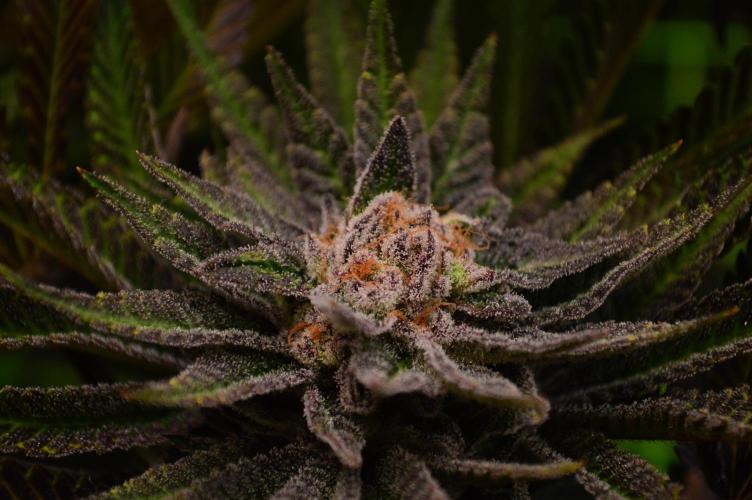 • Lemon Orange •. Week 13