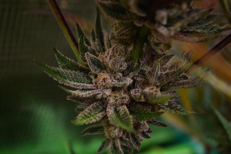 • Lemon Orange •. Week 13