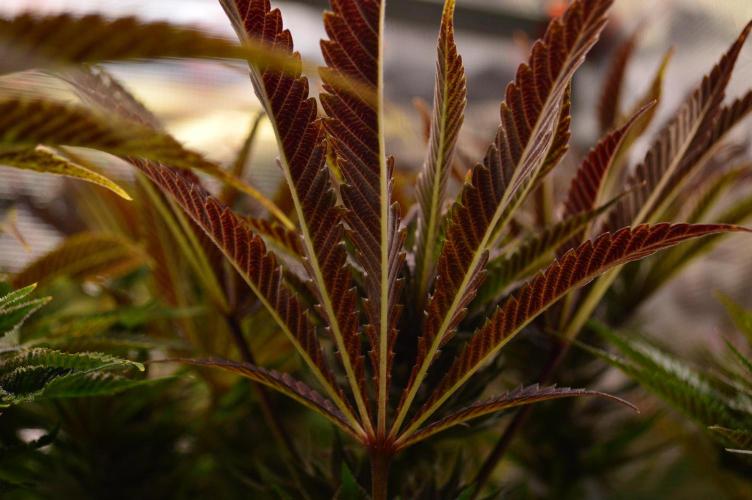 • Lemon Orange •. Week 13