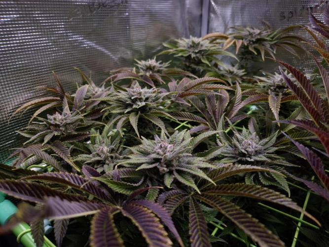 • Lemon Orange •. Week 13 - LemonOrange #1