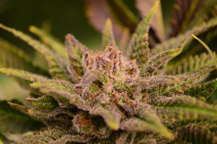 • Lemon Orange •. Week 13