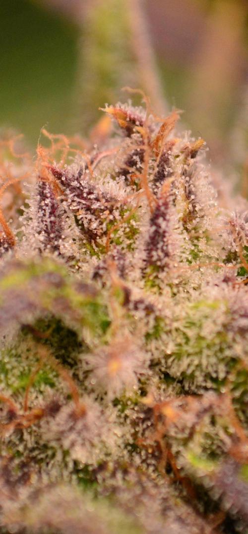 • Lemon Orange •. Week 13