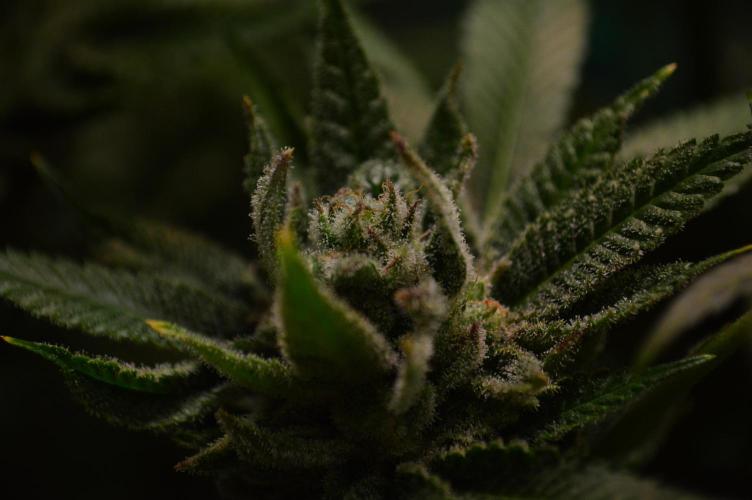 • Lemon Orange •. Week 13