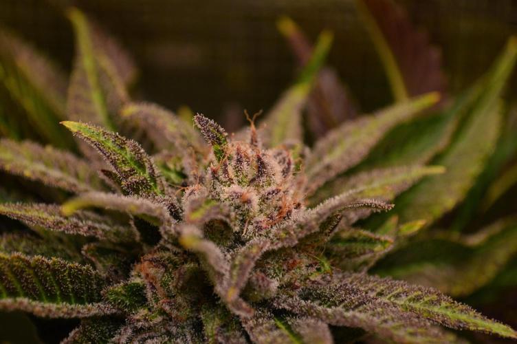 • Lemon Orange •. Week 13