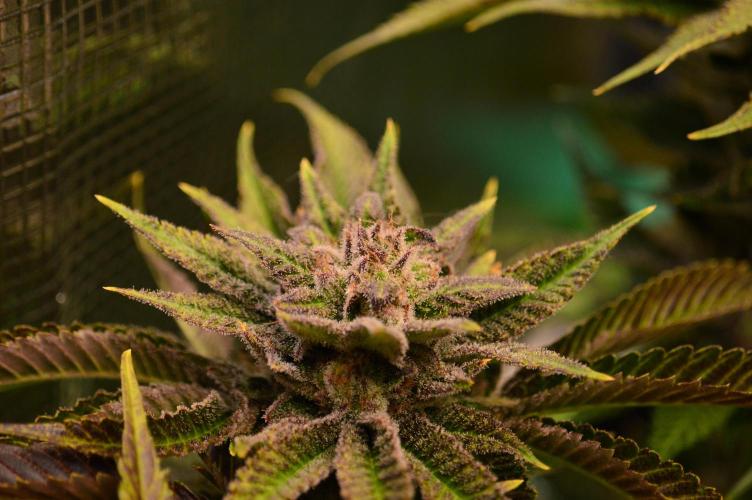 • Lemon Orange •. Week 13