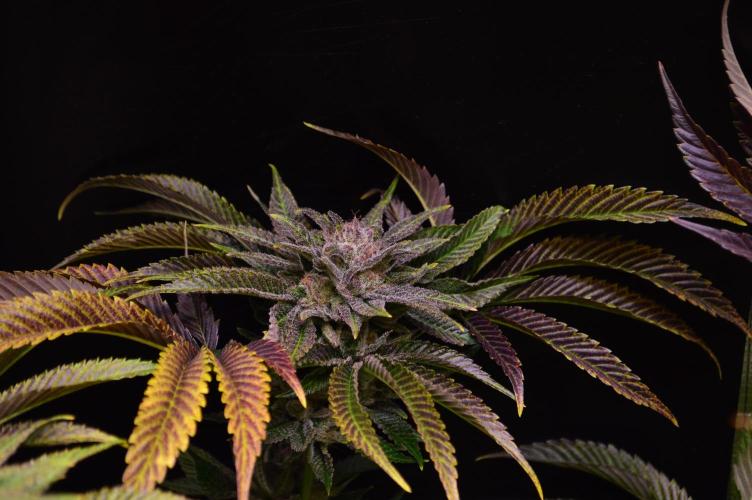 • Lemon Orange •. Week 13