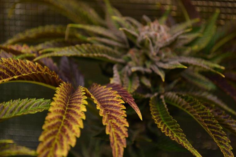 • Lemon Orange •. Week 13