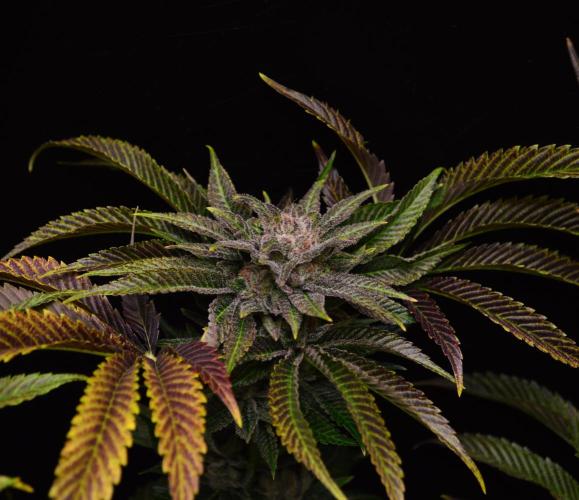 • Lemon Orange •. Week 13