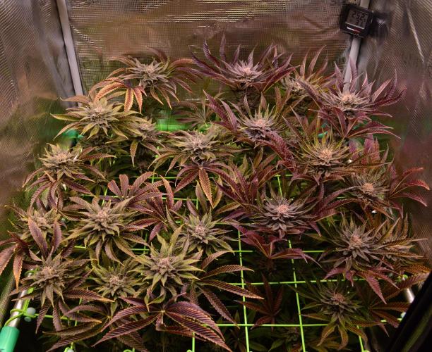 • Lemon Orange •. Week 14