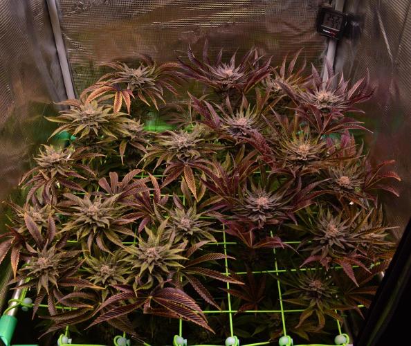 • Lemon Orange •. Week 14