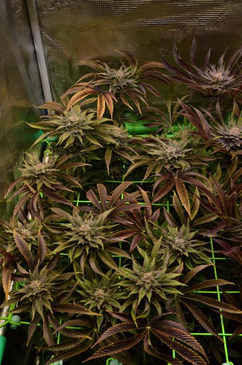 • Lemon Orange •. Week 14