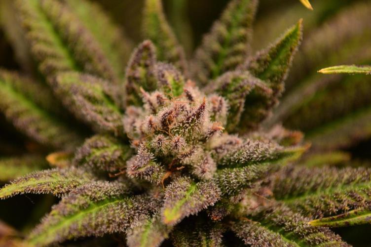 • Lemon Orange •. Week 14