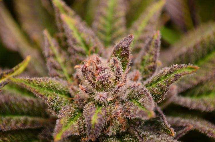 • Lemon Orange •. Week 14