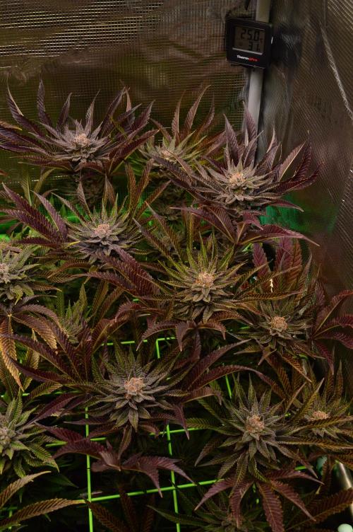 • Lemon Orange •. Week 14