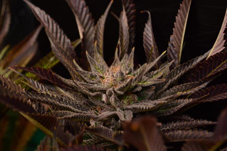 • Lemon Orange •. Week 14