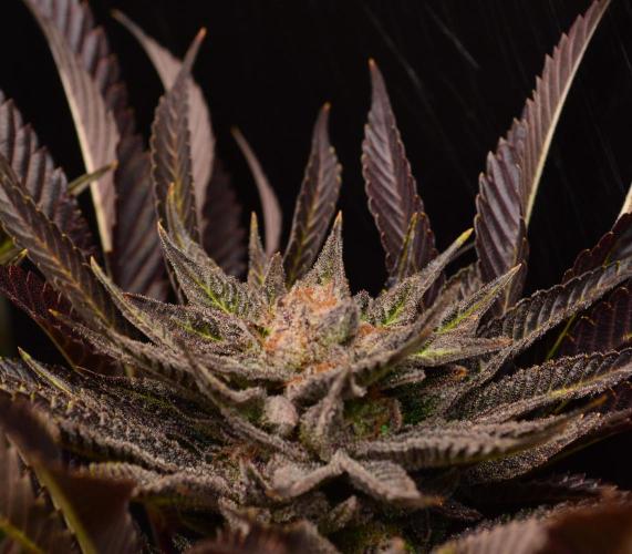 • Lemon Orange •. Week 14