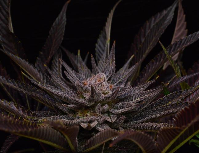 • Lemon Orange •. Week 14