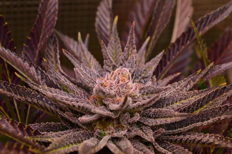 • Lemon Orange •. Week 14