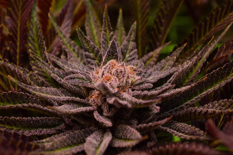 • Lemon Orange •. Week 14