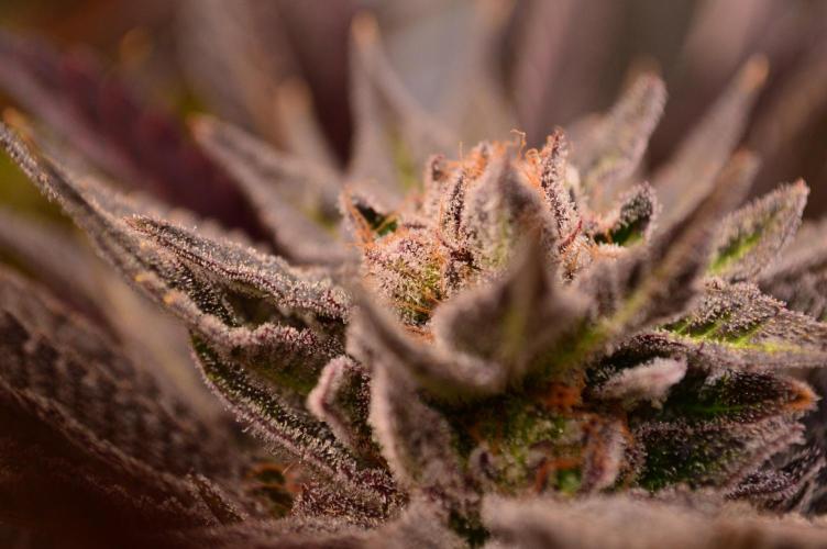 • Lemon Orange •. Week 14