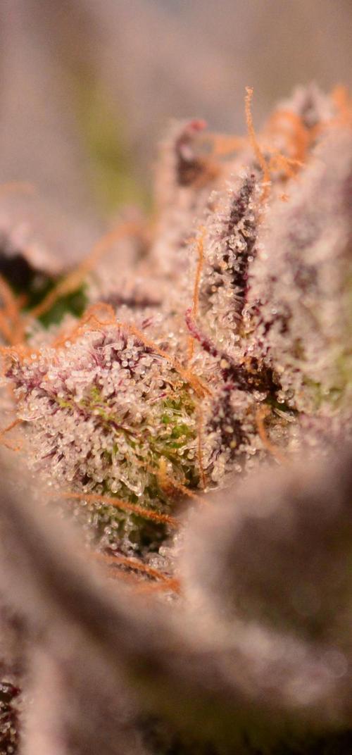 • Lemon Orange •. Week 14