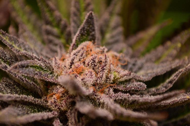 • Lemon Orange •. Week 14