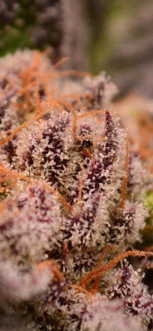 • Lemon Orange •. Week 14