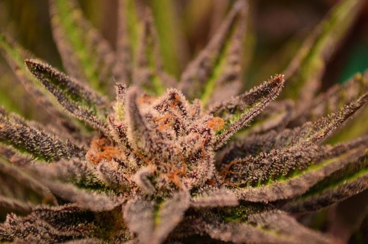 • Lemon Orange •. Week 14