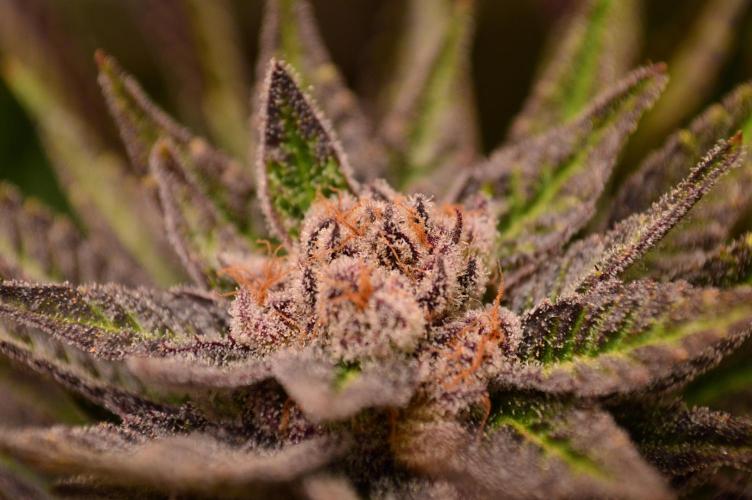 • Lemon Orange •. Week 14