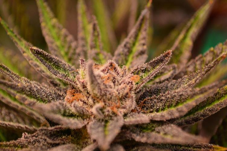 • Lemon Orange •. Week 14