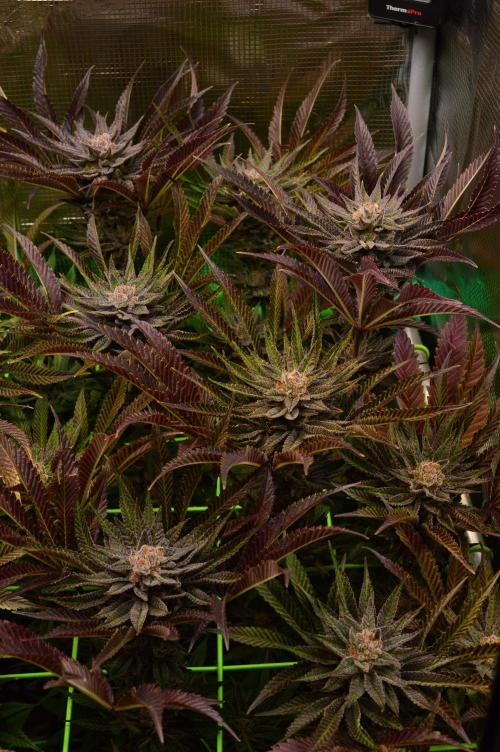 • Lemon Orange •. Week 14