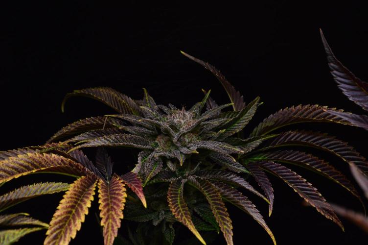 • Lemon Orange •. Week 14