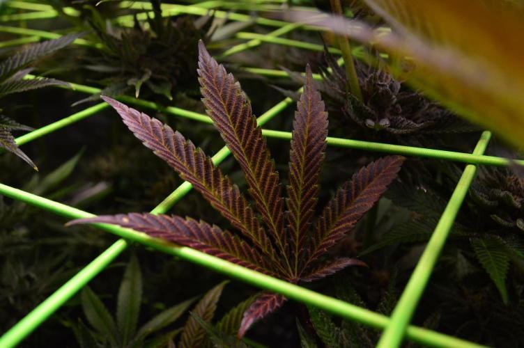 • Lemon Orange •. Week 14