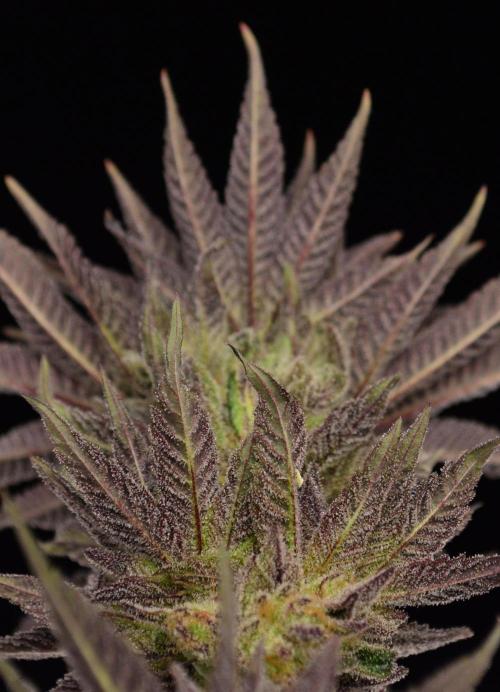 • Lemon Orange •. Week 14