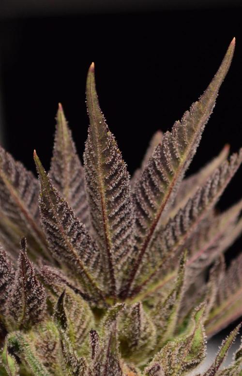 • Lemon Orange •. Week 14