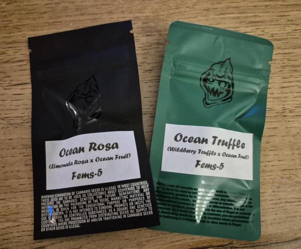 • Ocean Truffle •. Week 0