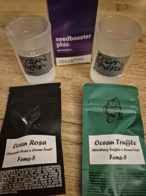 • Ocean Truffle •. Week 0